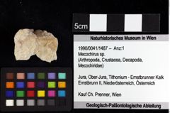 Foto (Objket + Etiketten) von Goniodromites bidentatus (Reuss, 1858) 